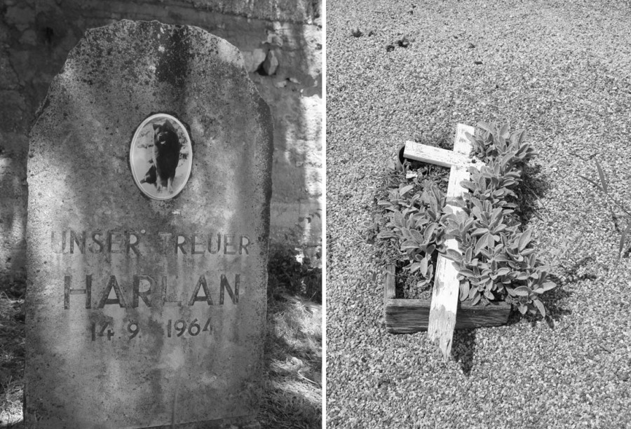 10644623_895183440514820_3051878885459438901_o